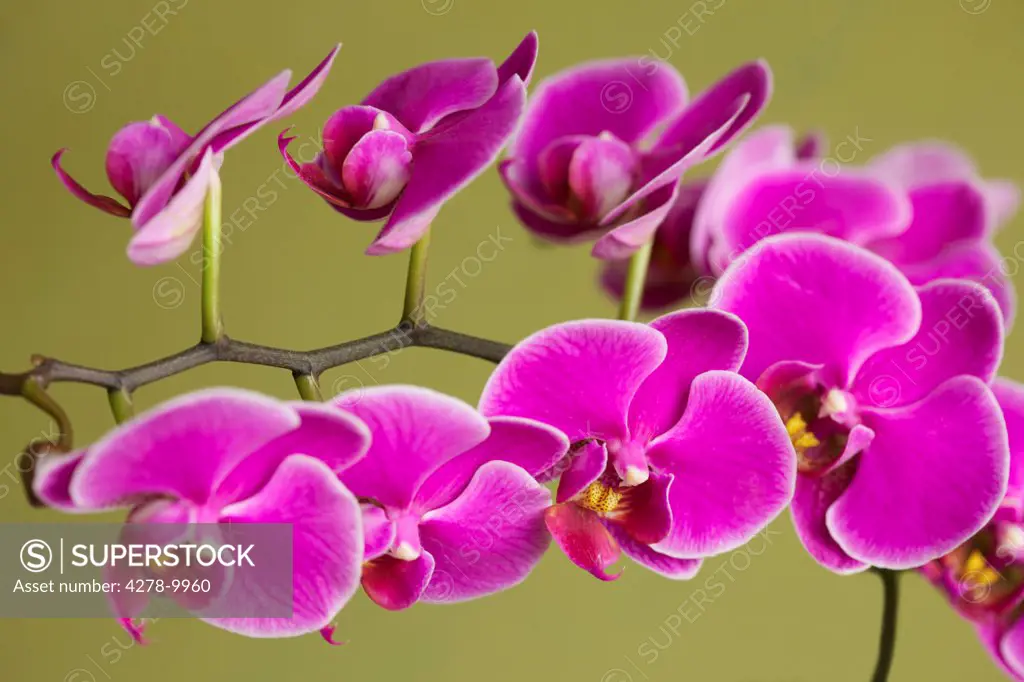 Bright Pink Orchids