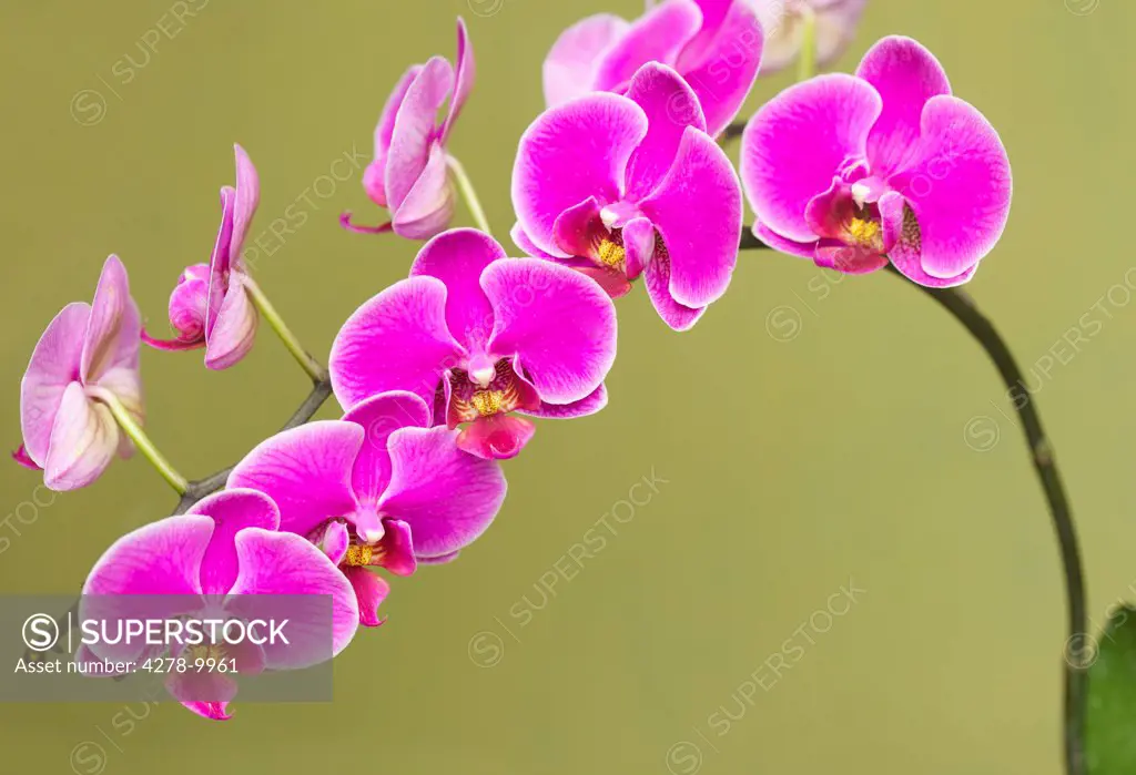 Bright Pink Orchids