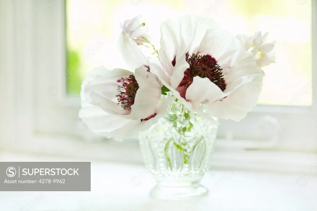 White Poppies in Crystal Vase