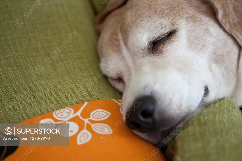 Sleeping Beagle Dog