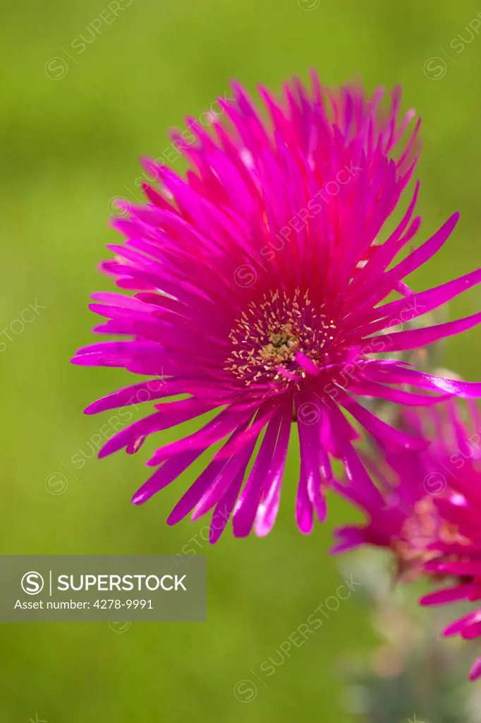 Bright Pink Flower Blossom