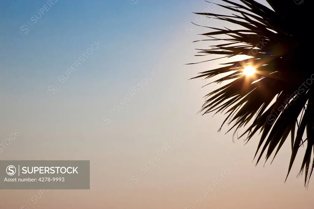 Sunbeams Shining through Palm Tree