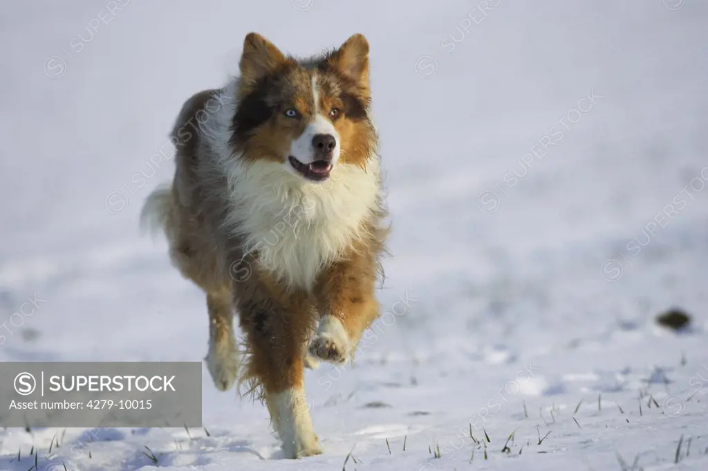 Australian Shepherd running through snow
