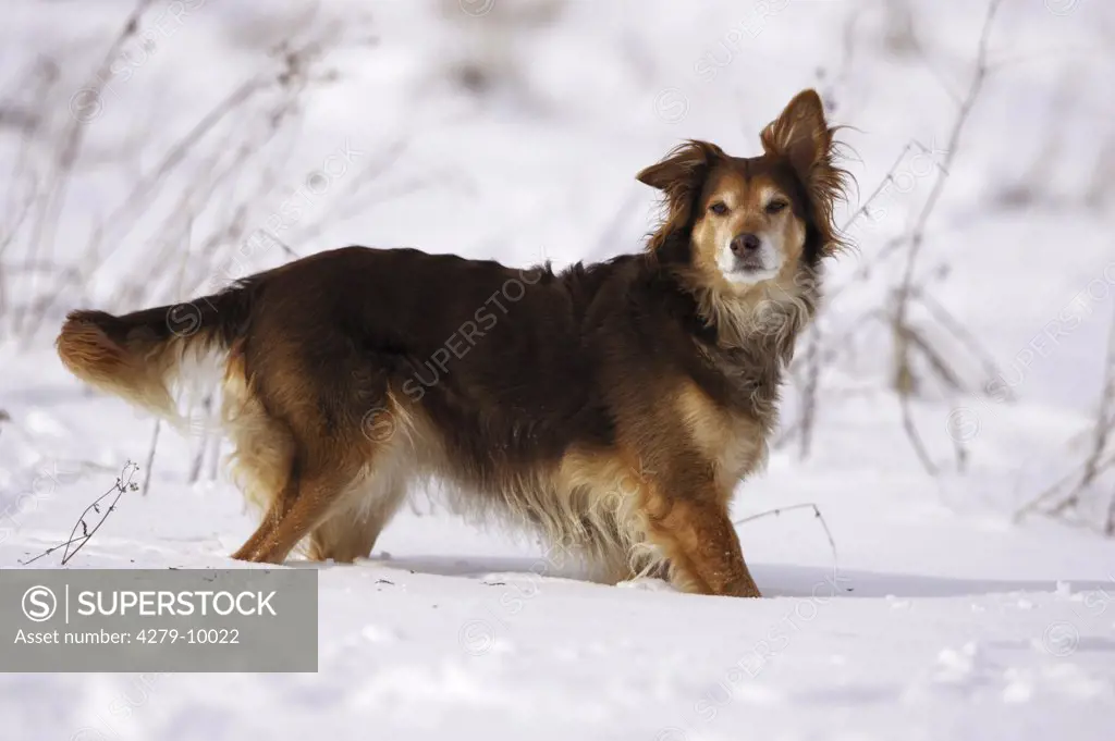 half-breed dog standing in snow