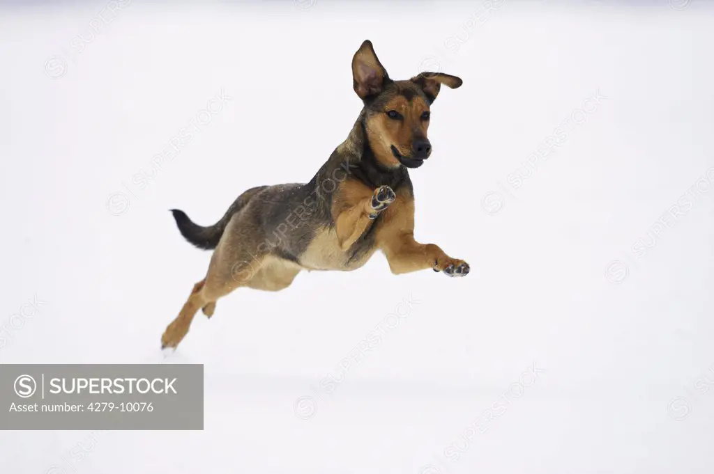 half-breed dog jumping through snow