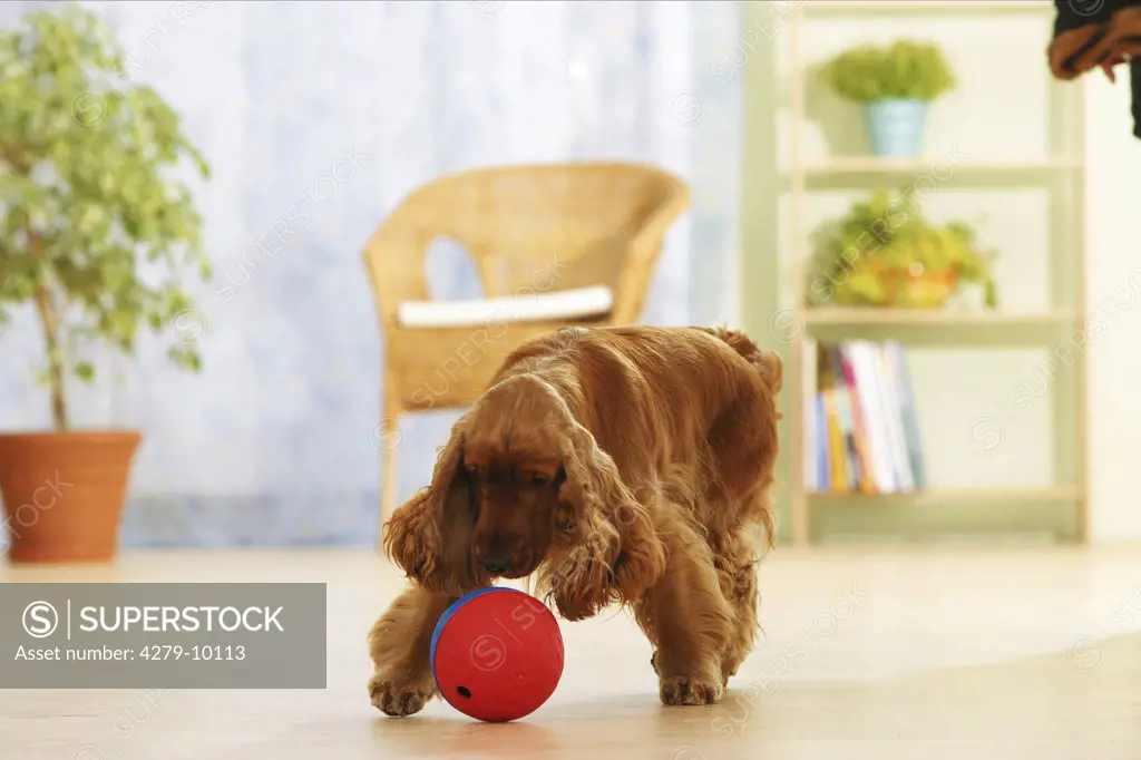 Cocker Spaniel with a ball ( filled up with dog biscuits )