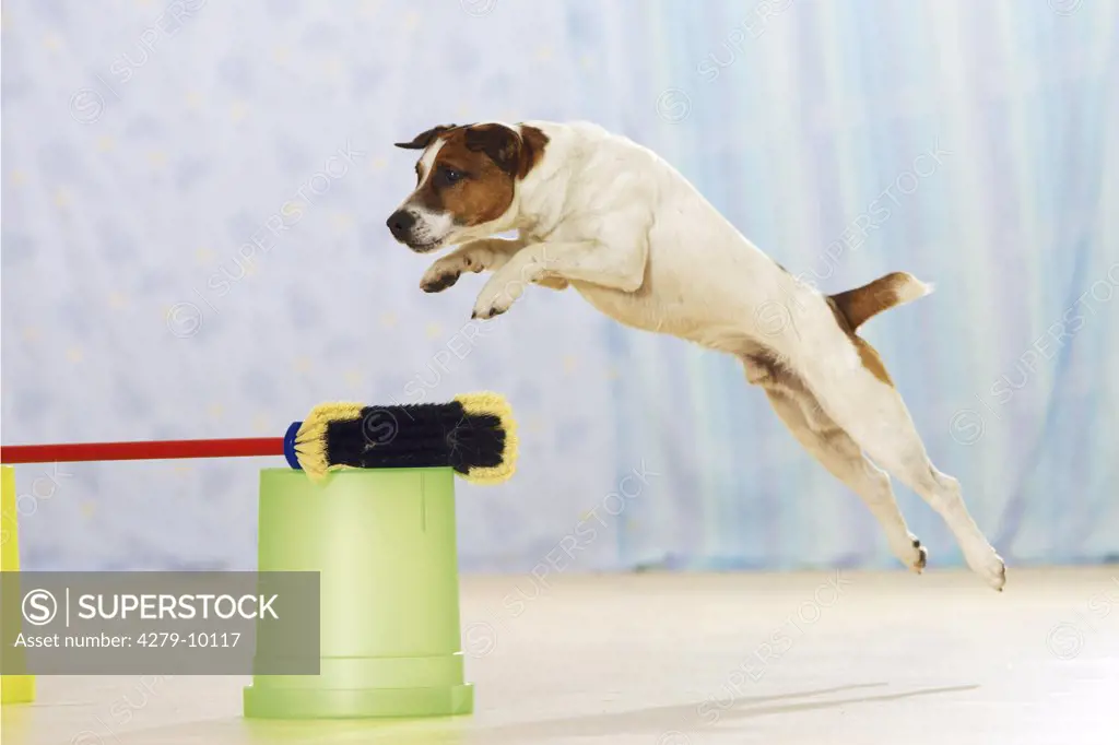 Agility in the flat : Parson Jack Russell Terrier jumping over broomstick