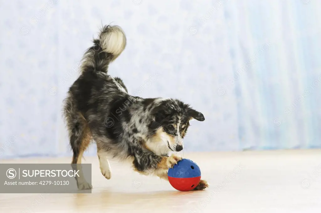 Australian Shepherd playing with ball ( filled up with dog biscuits )