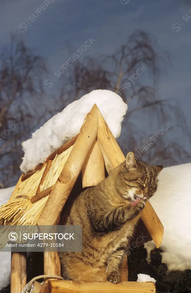 tabby Domestic Cat in bird-house - cleaning itself