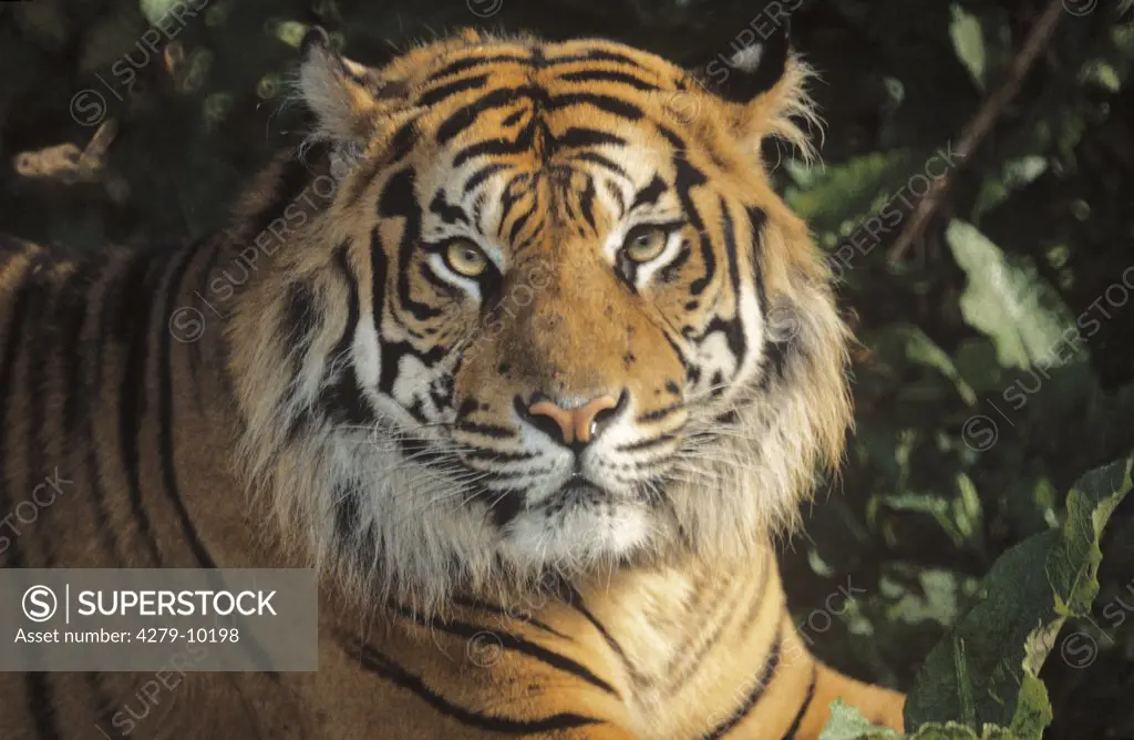 tiger - portrait, Panthera tigris tigris