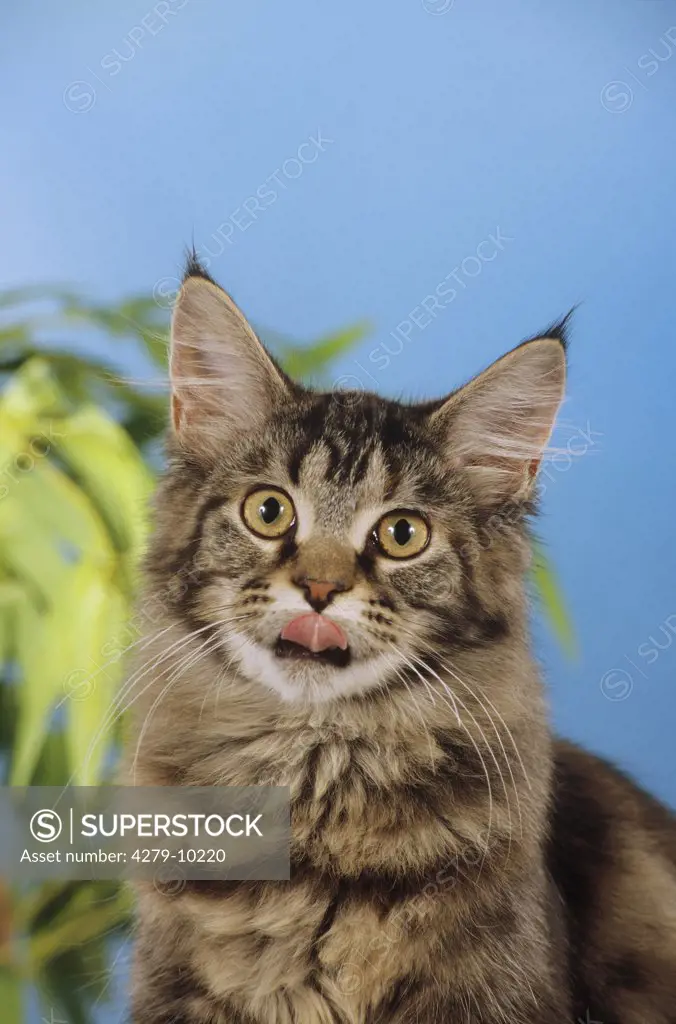 Maine Coon - licking its mouth