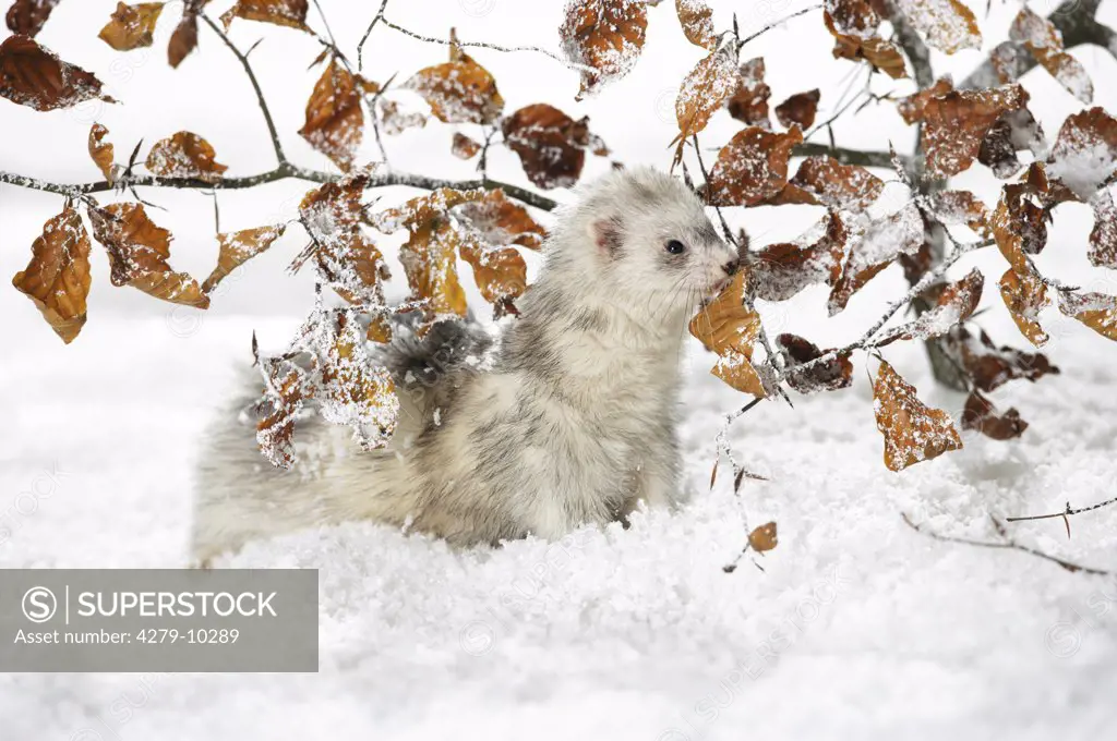 domestic polecat - Silver Harlekin - in snow under twigs, Mustela putorius f. furo