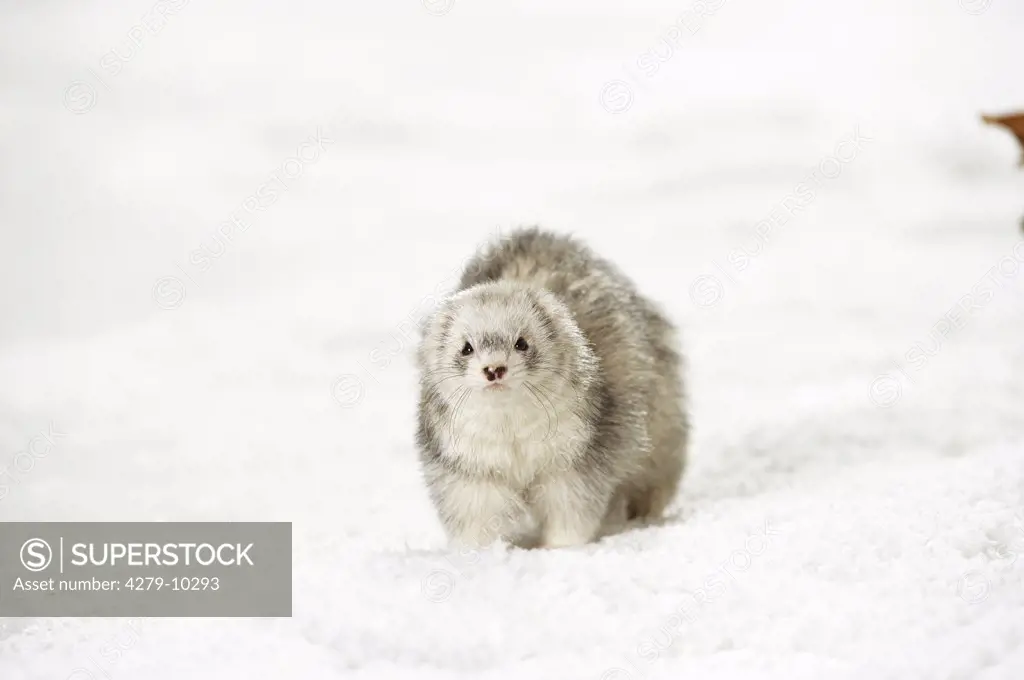 domestic polecat - Silver Harlekin - in snow , Mustela putorius f. furo