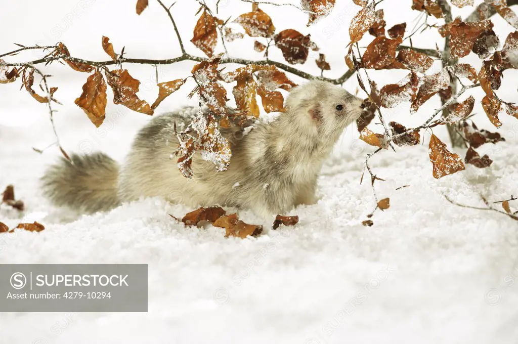 domestic polecat - Silver Harlekin - in snow under twigs, Mustela putorius f. furo