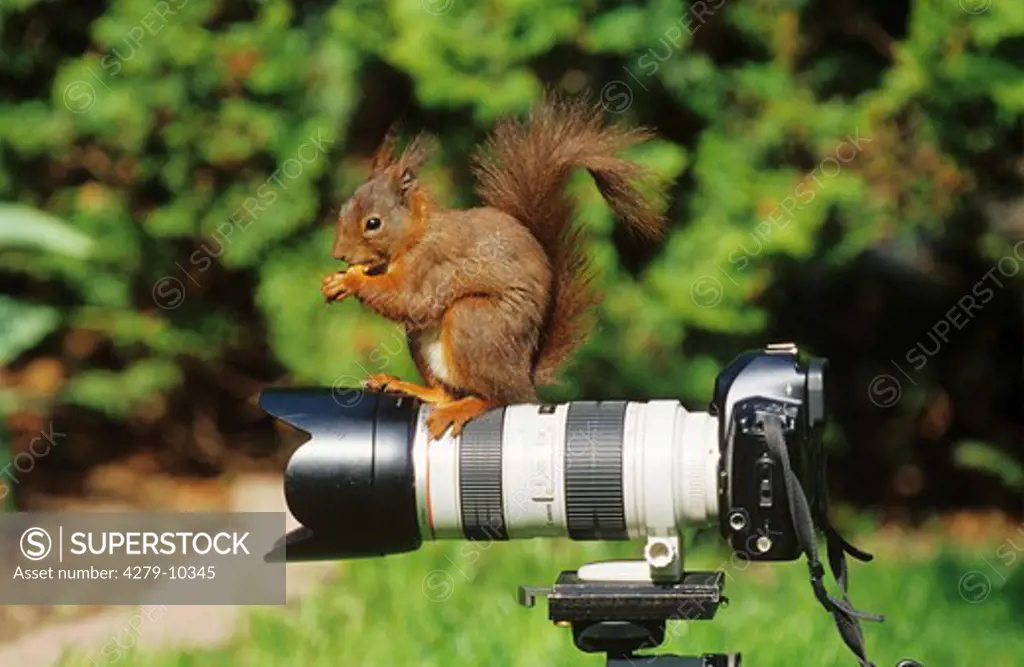 Red Squirrel on camera, Sciurus vulgaris