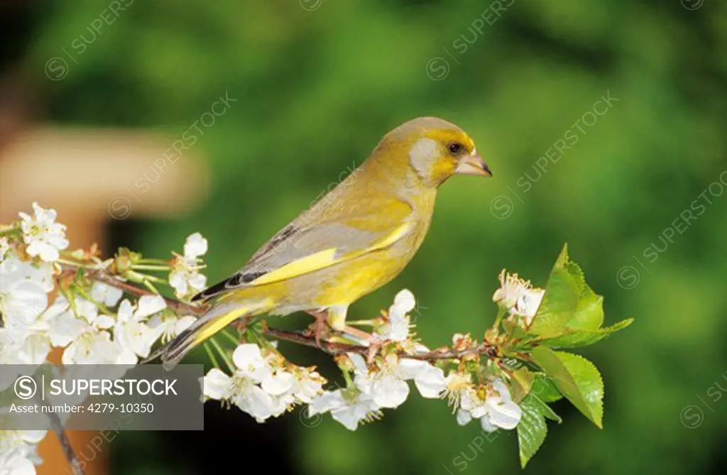 Greenfinch on blooming twig