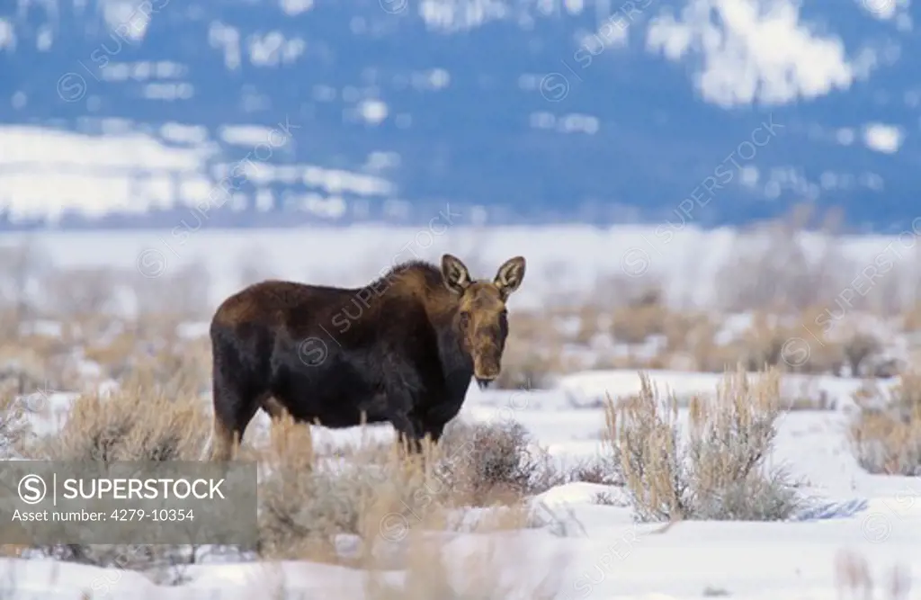 Elk in winter, Alces alces