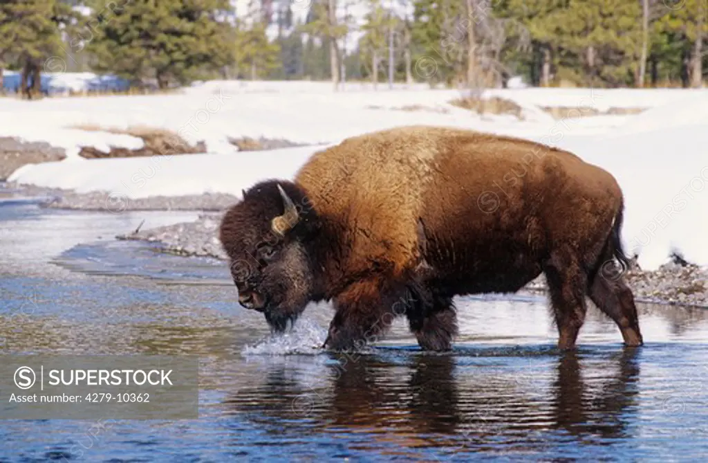 Bison in winter - going through water, Bison bison