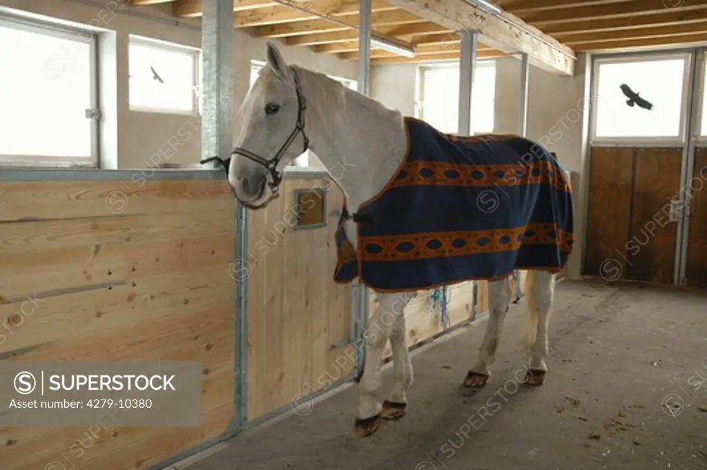 white horse with blanket in stable