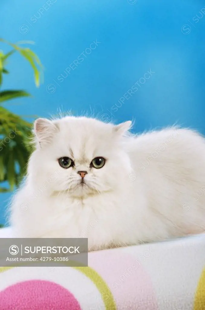 young Persian Cat - silver tabby - lying