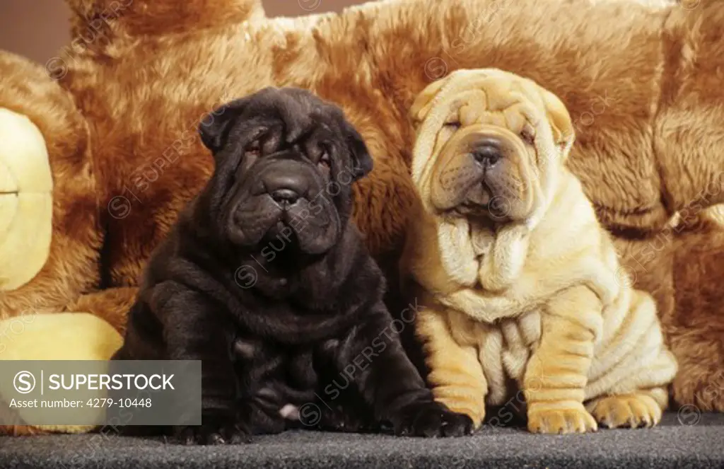 two Shar Pei puppies - sitting frontal