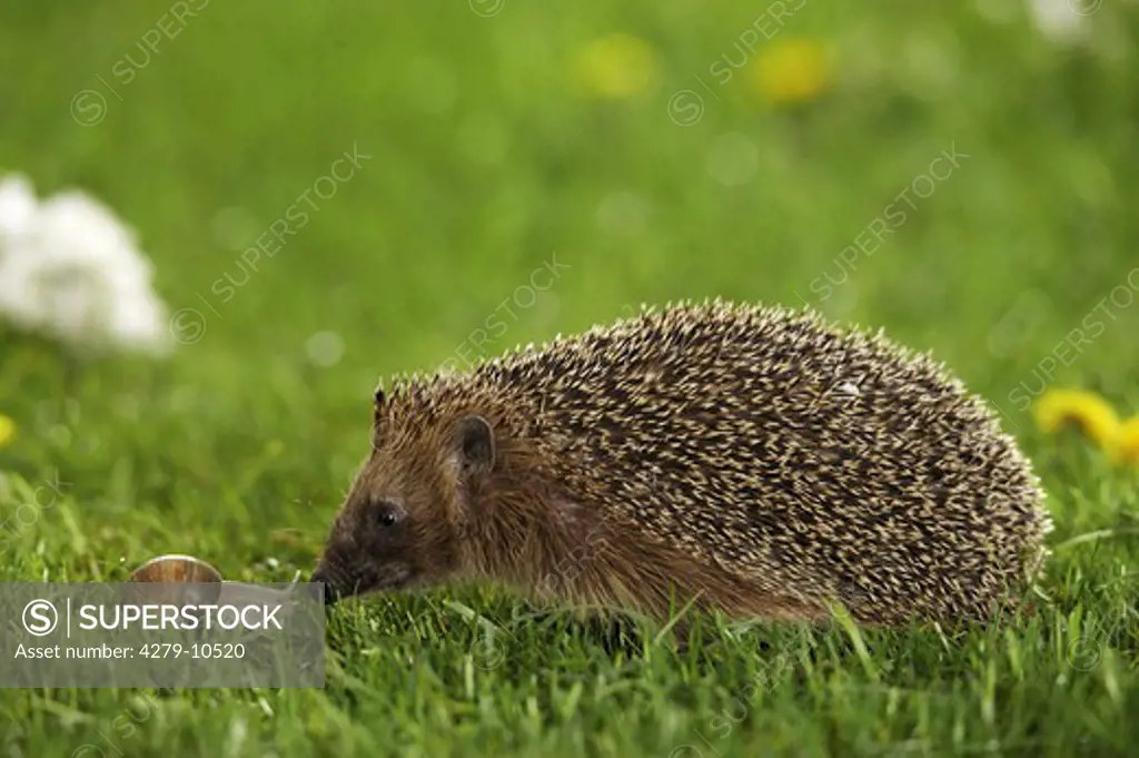 hedgehog - sniff at cochlea