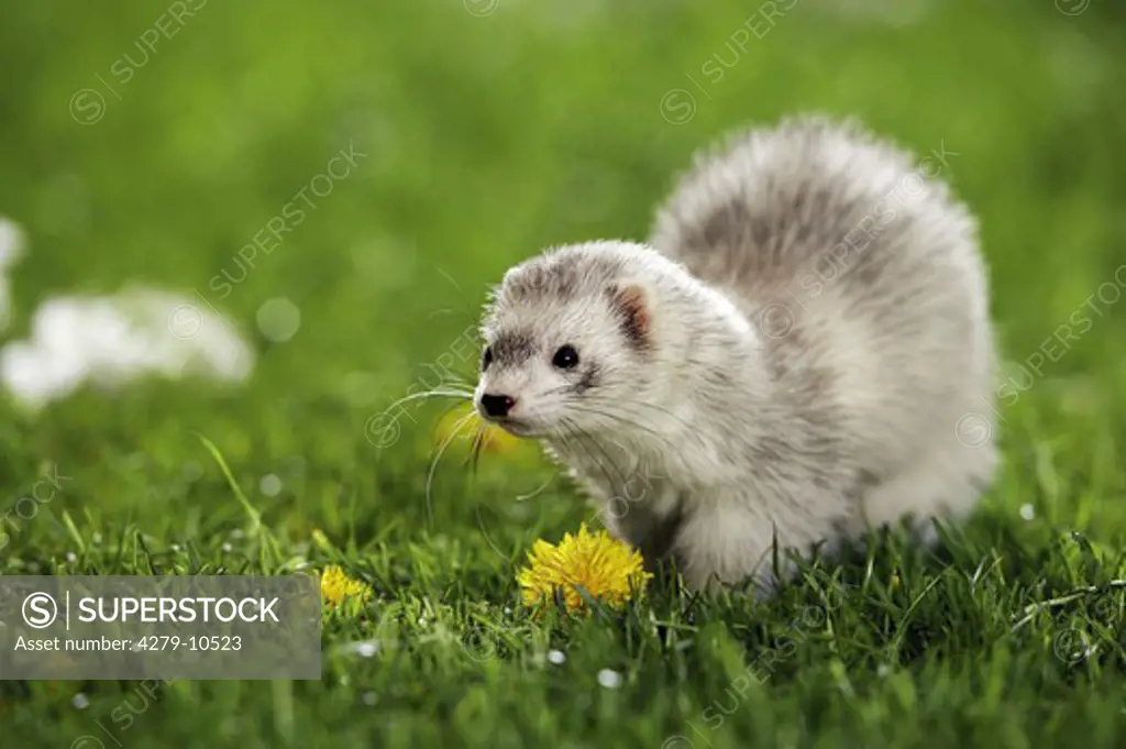 ferret - standing on meadow