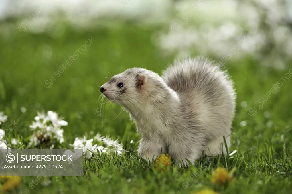 ferret - standing on meadow