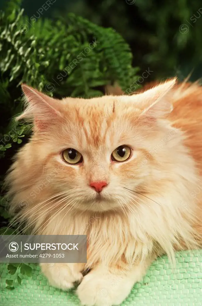Maine Coon - Portr"°t
