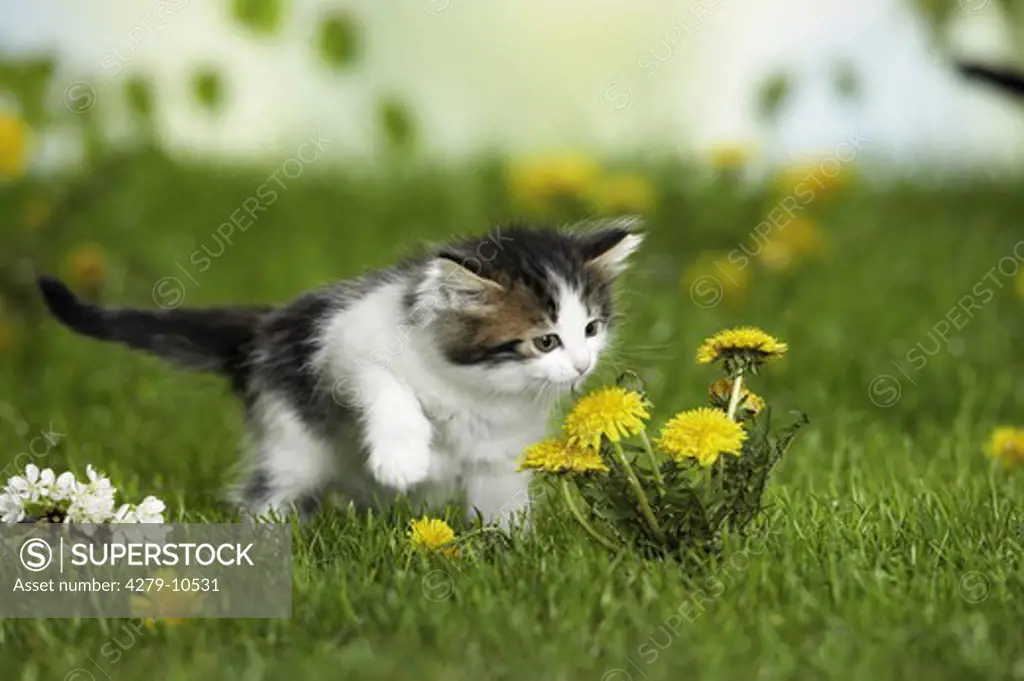 Maine coon kitten - sniff a dandelion