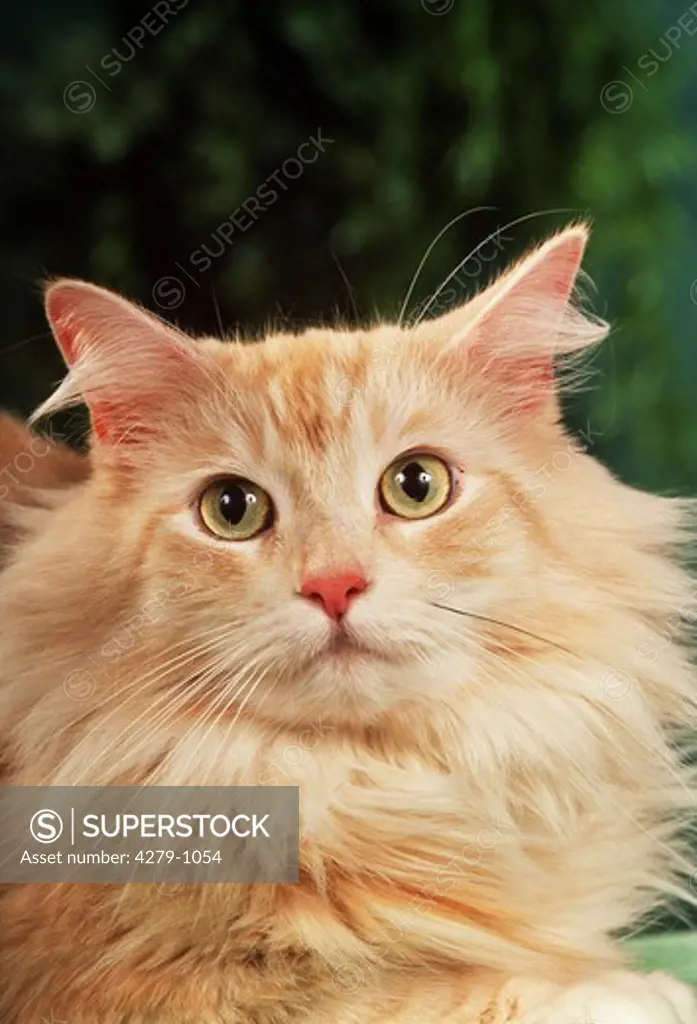 Maine Coon - Portr"°t