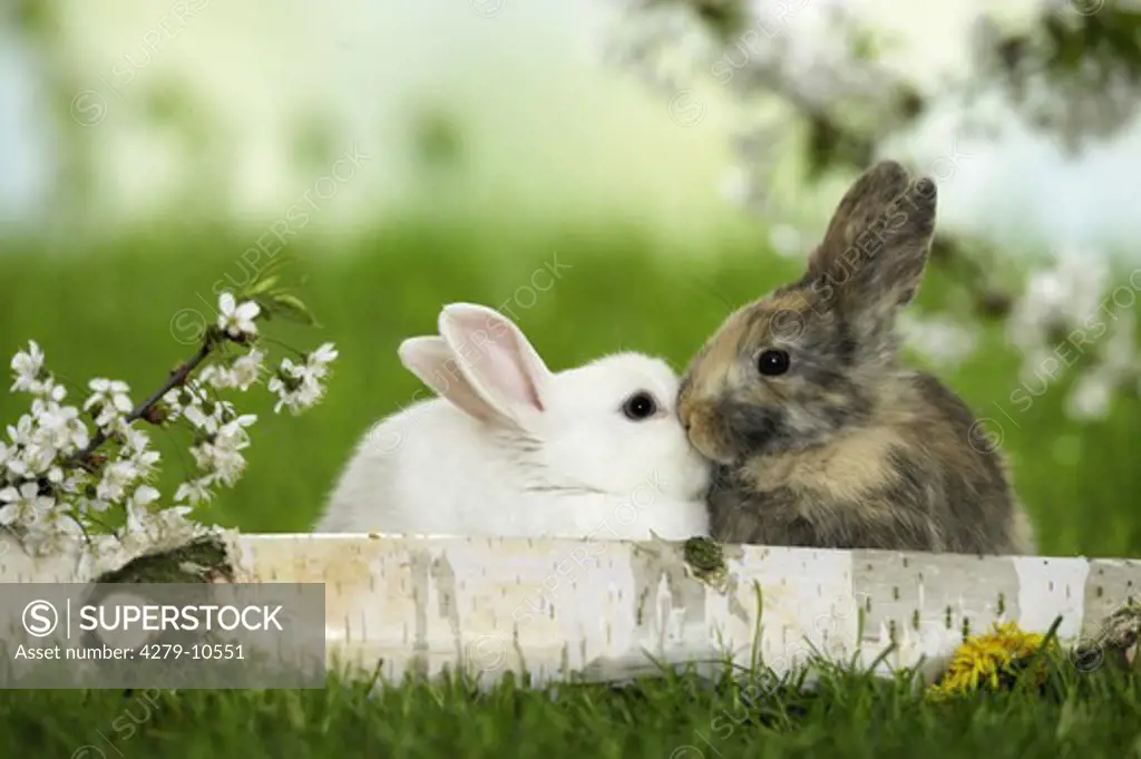 two pygmy rabbits - sniffing at each other