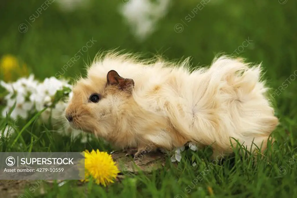 Abyssinian guinea pig - on meadow