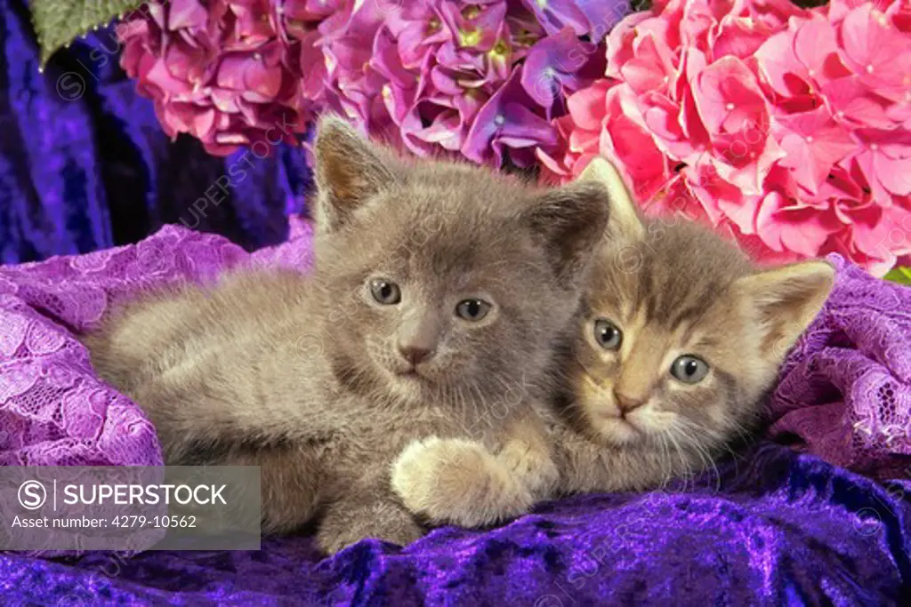 two kitten - lying in front of hydrangeas
