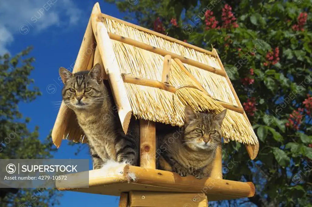 two cats in bird house
