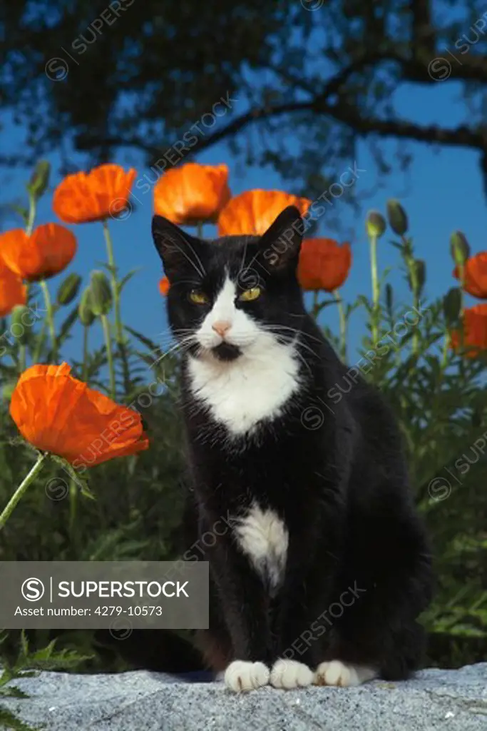 domestic cat sitting in front of poppies