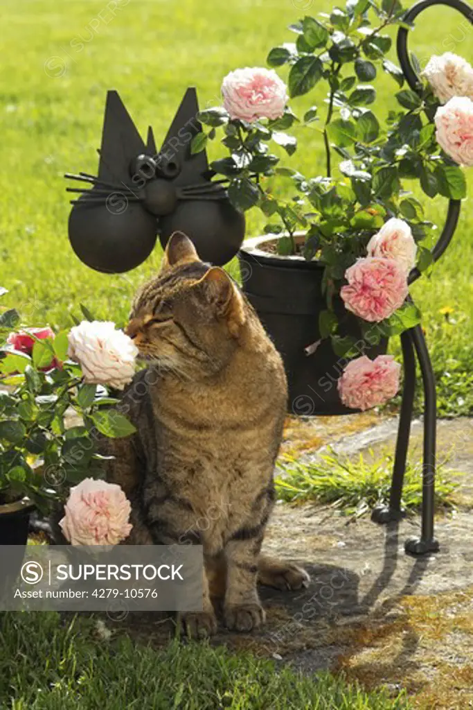 tabby cat - sniff a flower