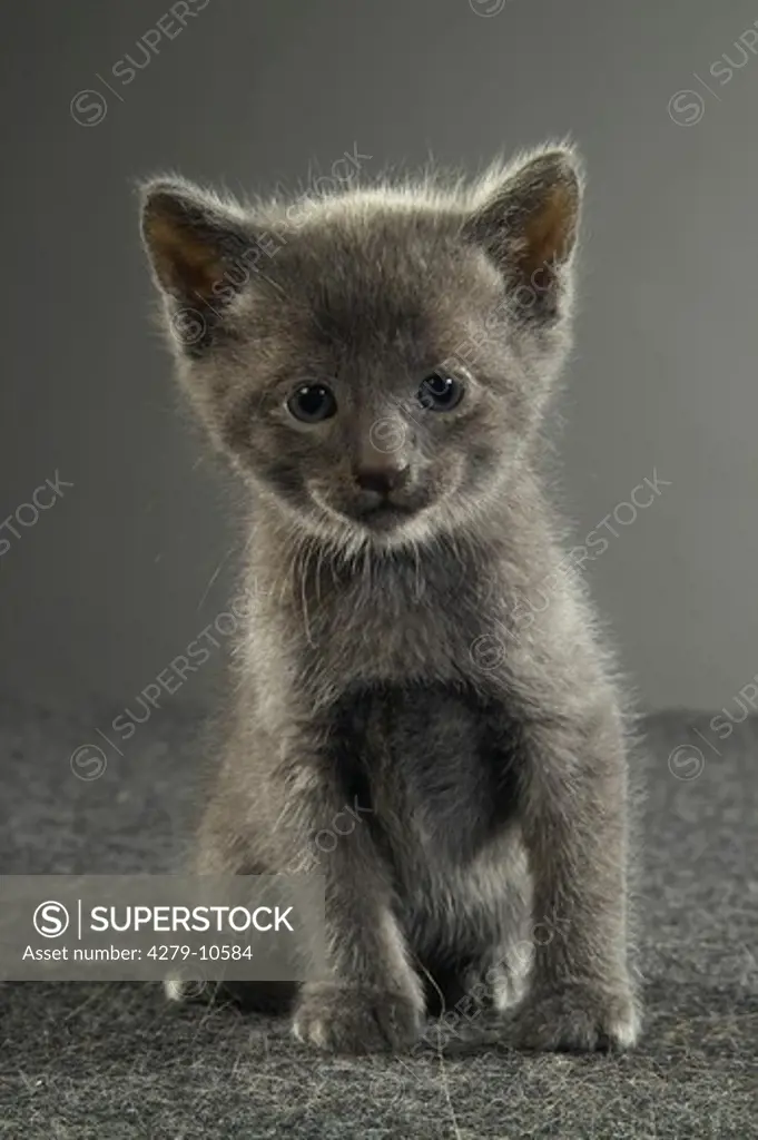 grey kitten frontal - cut out