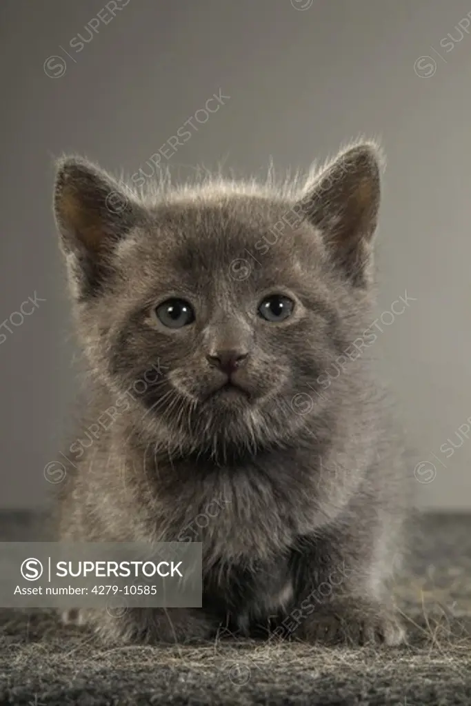 grey kitten frontal - cut out