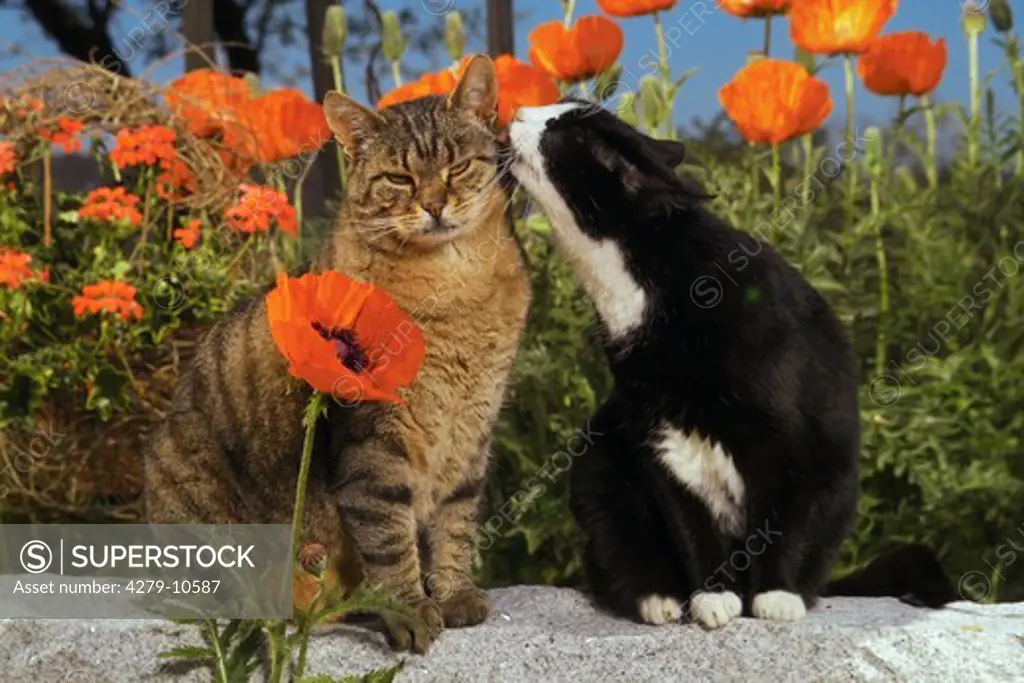 2 domestic cats in front of poppies