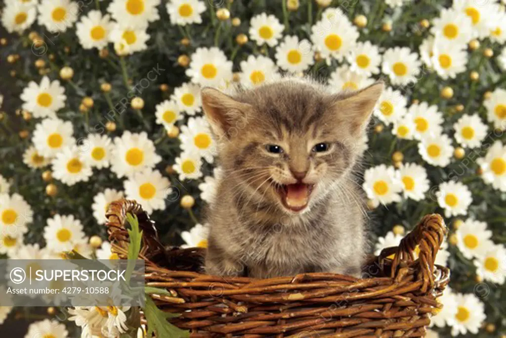 grey kitten - in basket - miaowing