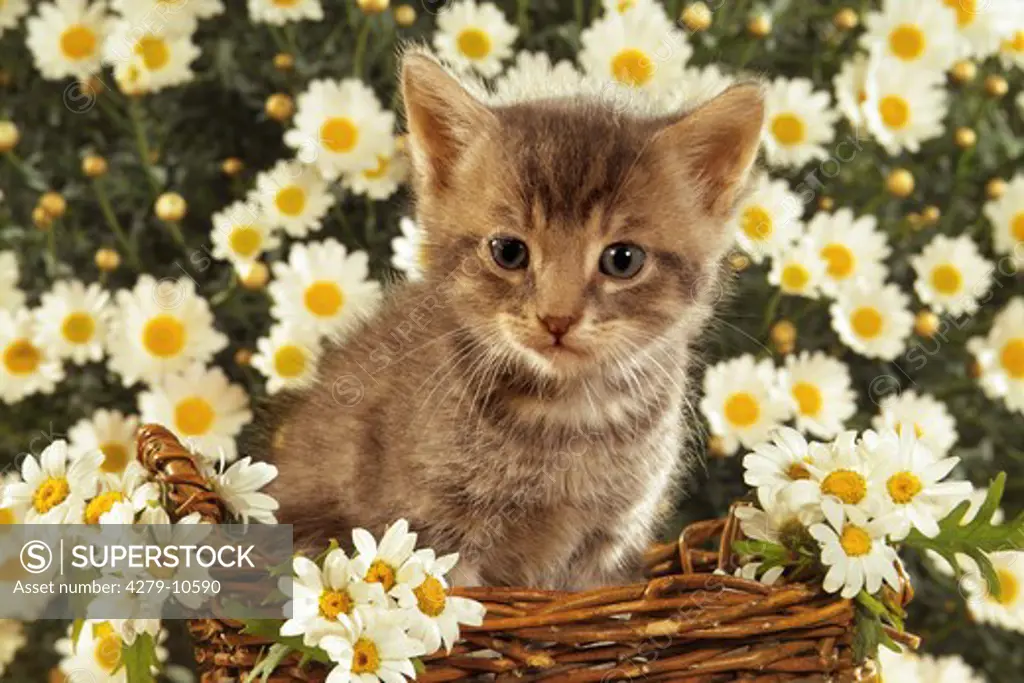 grey kitten - in basket - in front of marguerites