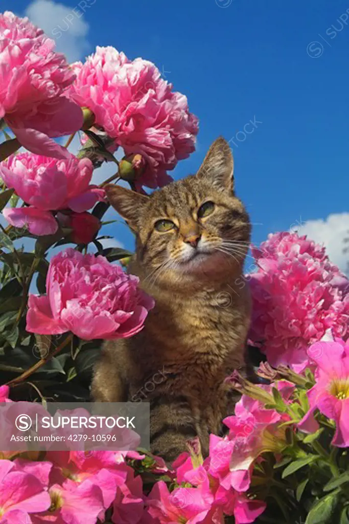 domestic cat with peonies