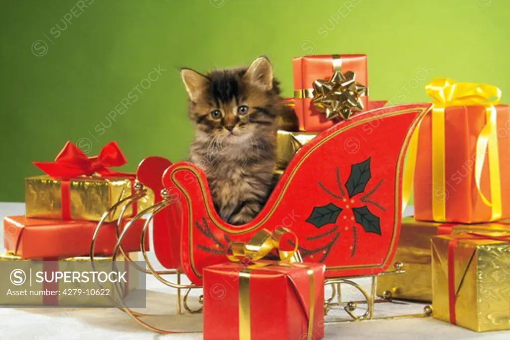 kitten - Christmas