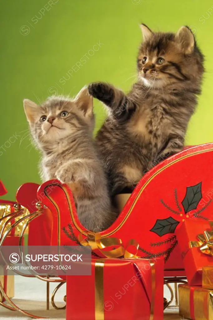 two kittens - Christmas