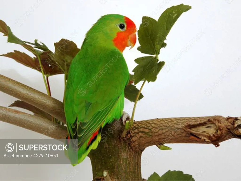 red-faced lovebird - male - on branch, Agapornis pullarius