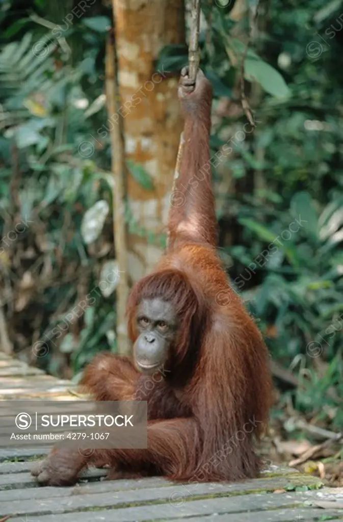 pongo pygmaeus, orangutan