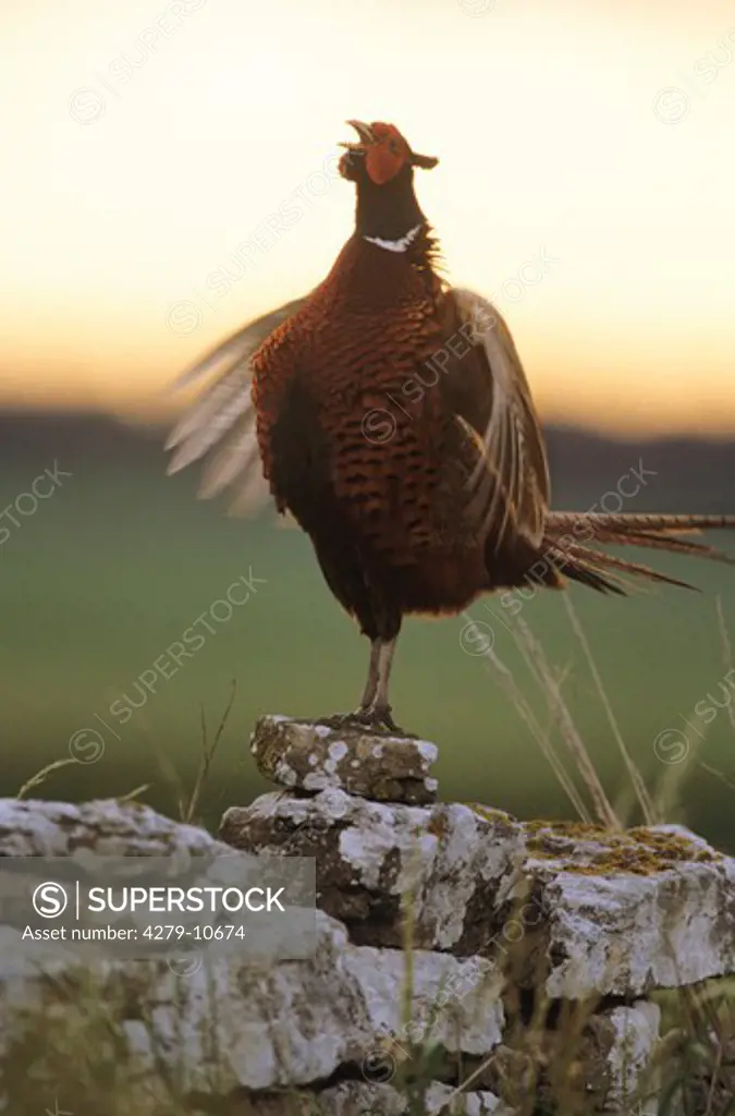 common pheasant - standing on wall - in sunset light, Phasianus colchicus