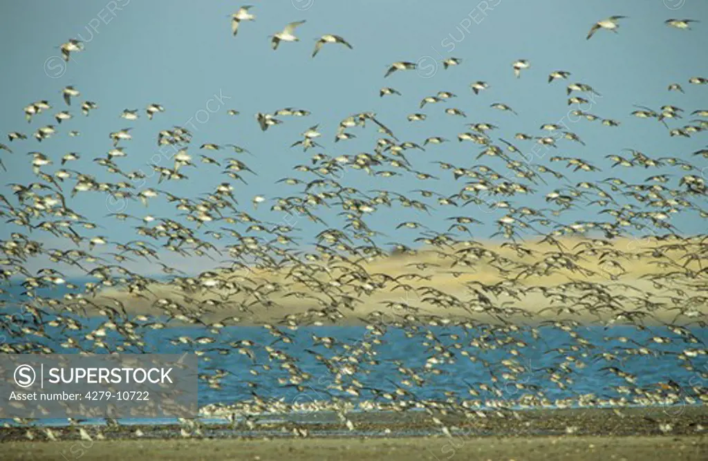 knots - flock of birds, Calidris canutus