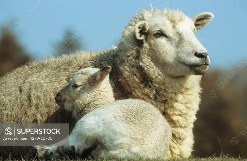 domestic sheep with lamb